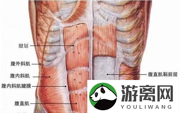 人鱼线在哪个部位腹肌图片（人鱼线就是马甲线吗）